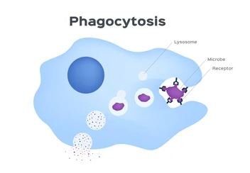 Phagocytosis