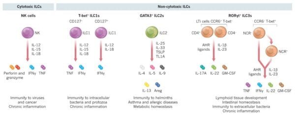 Innate lymphoid cell family.