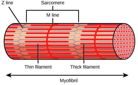 sarcómero