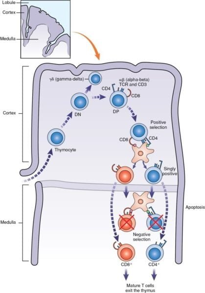 T cell differentiation