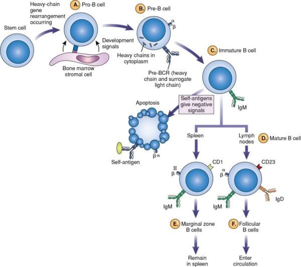 B cell differentiation