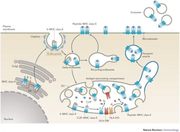 MHC class II-mediated antigen processing and presentation