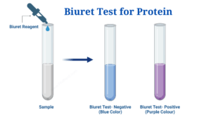 BIRET TEST for protein