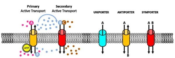 Transporte activo por proteínas de membrana