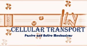 Cellular Transport