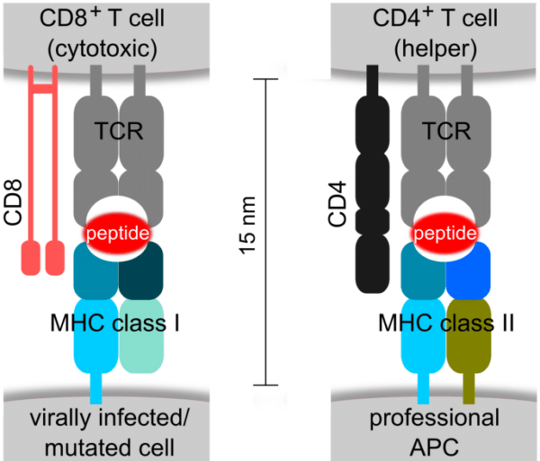 MHC class I and MHC class II Molecules