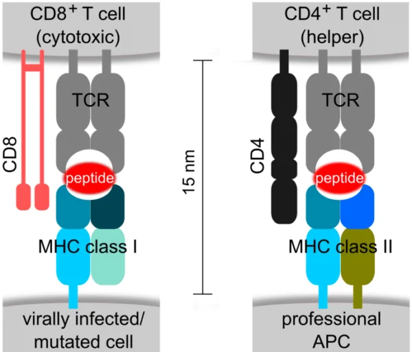 MHC class I and MHC class II Molecules