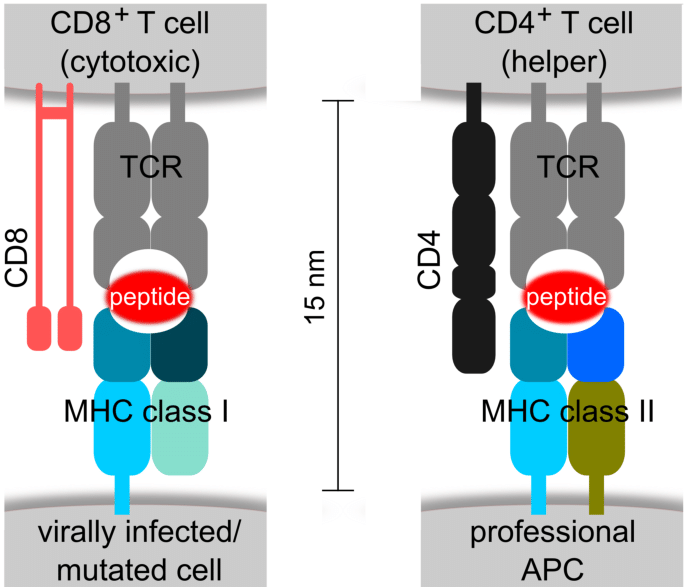 Understanding Immunogens, Antigens, and Immune Response - The Science Notes