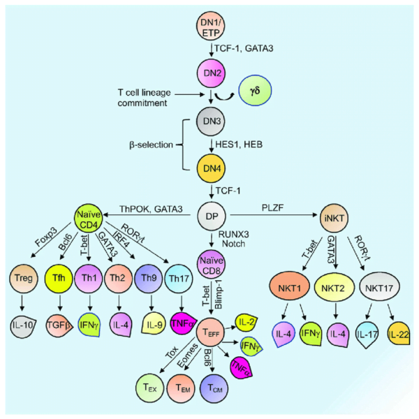 Overview of T cell development and differentiation Schematic representation of