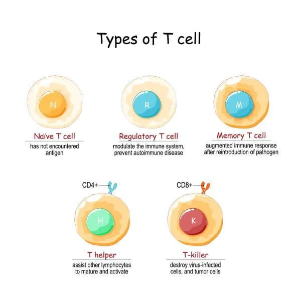 Types of T cells