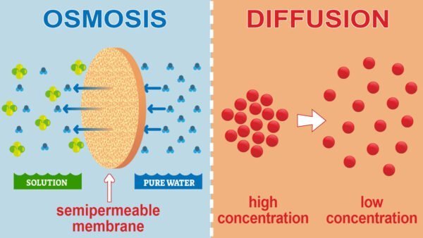 Ósmosis versus difusión