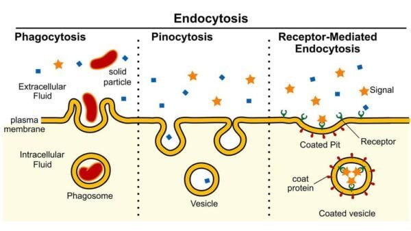 Active Transport via Vesicles