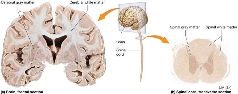 White matter and Gray matter