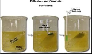 Diffusion and dialysis through a dialysis package