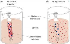 Experiment with dialysis 