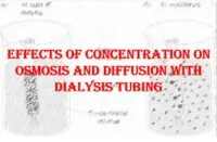 Effects of concentration on osmosis and diffusion in dialysis tubing