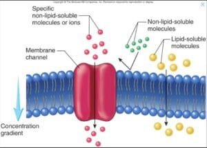 Osmosis through the cell membrane.