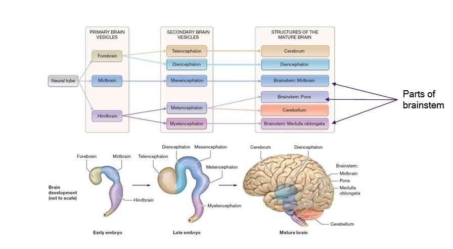 Development of human brain