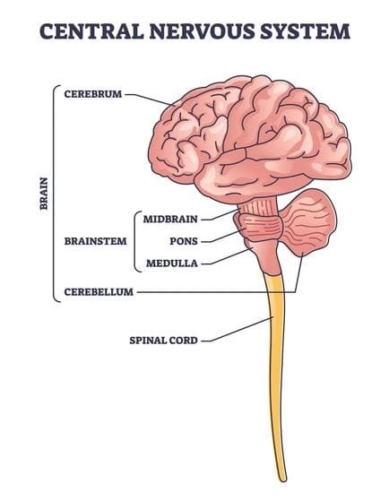 central nervous system