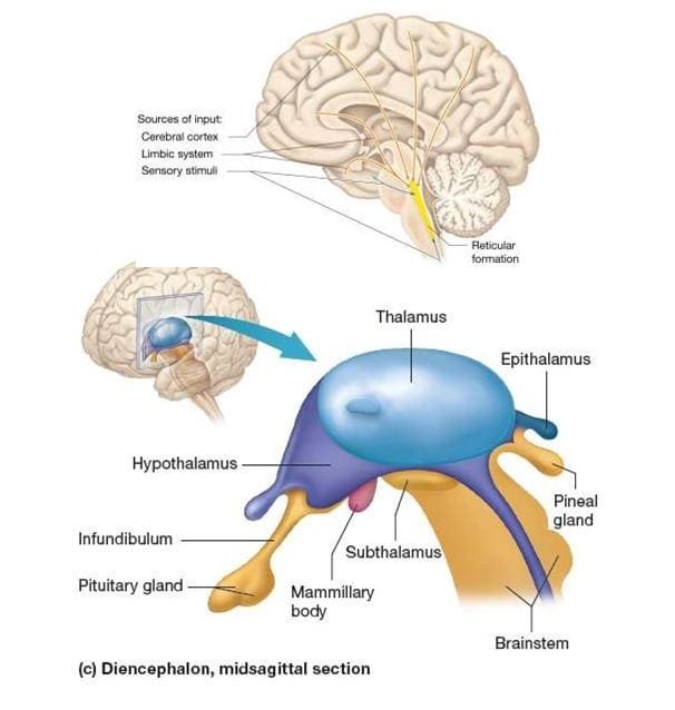 hypothalamus