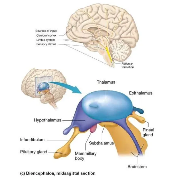 Hypothalamus