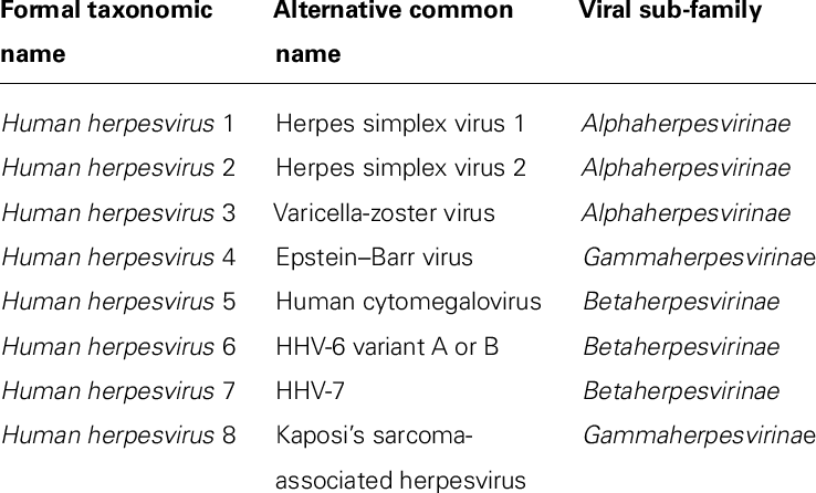 Classification of the eight human herpesviruses.