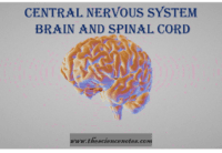 Central Nervous system