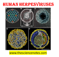 Human Herpesviruses