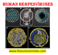 Human Herpesviruses