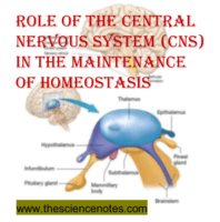 CNS in Homeostasis