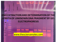 DNA Extraction and Electrophoresis