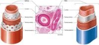 Blood vessels