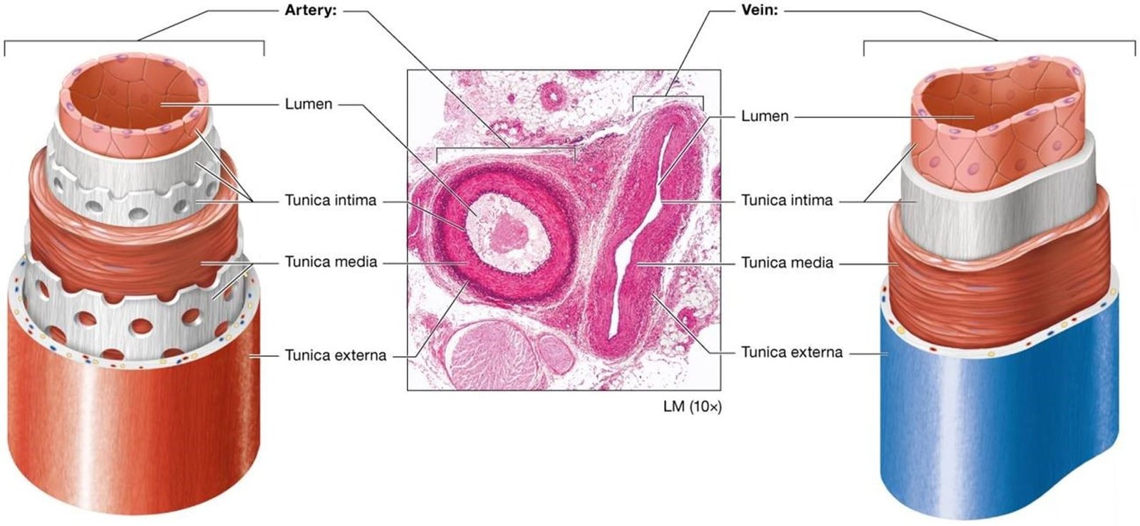 Comparison of the walls of the arteries and veins