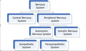 The Autonomic Nervous System: Master Regulator of Involuntary Function ...