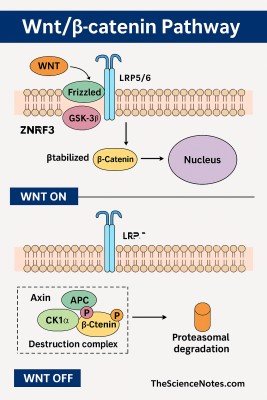 Wnt/β-Catenin Signaling Pathway