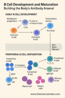 B cell development