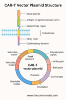 CAR-T Vector Plasmid Structure — www.sciencenotes.com