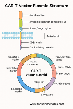 Structural composition of CAR-T vector plasmid: a comprehensive overview Structural composition of CAR-T vector plasmid: a comprehensive overview
