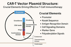 Detailed Structure of a CAR-T Vector Plasmid