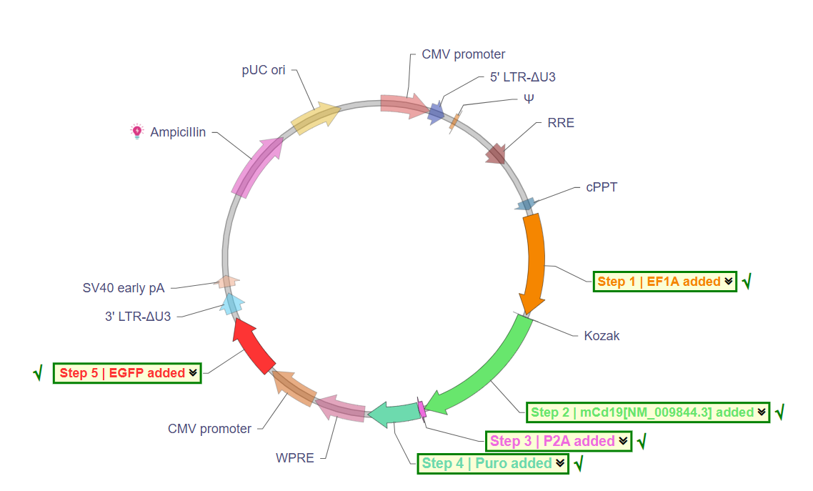 The basic structure of CAR-T vector