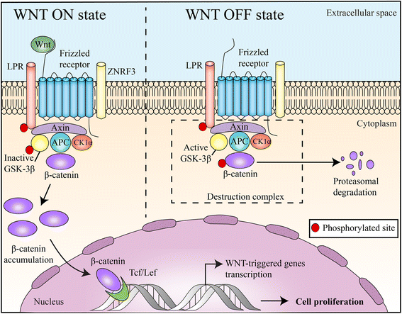 Canonical Wnt/β-catenin Pathway: