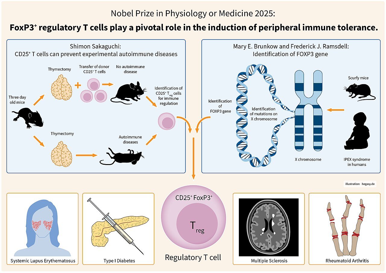 Nobel prize in Medicine 2025 FOXP3