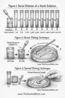 Serial Dilution and Plating Techniques for Microbial Enumeration and Isolation