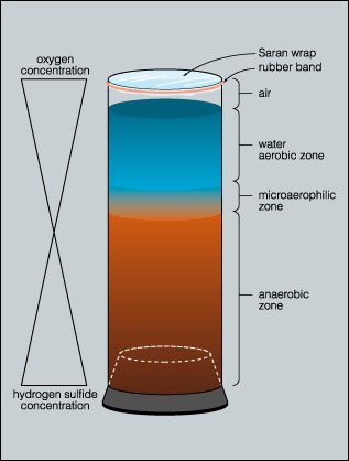 Photograph of a mature Winogradsky column displaying distinct microbial layers formed through microbial succession. Visible color bands represent different functional groups of microorganisms, including cyanobacteria near the top, purple and green sulfur bacteria in the middle zones, and sulfate-reducing bacteria producing black sediment in the anaerobic bottom layer.