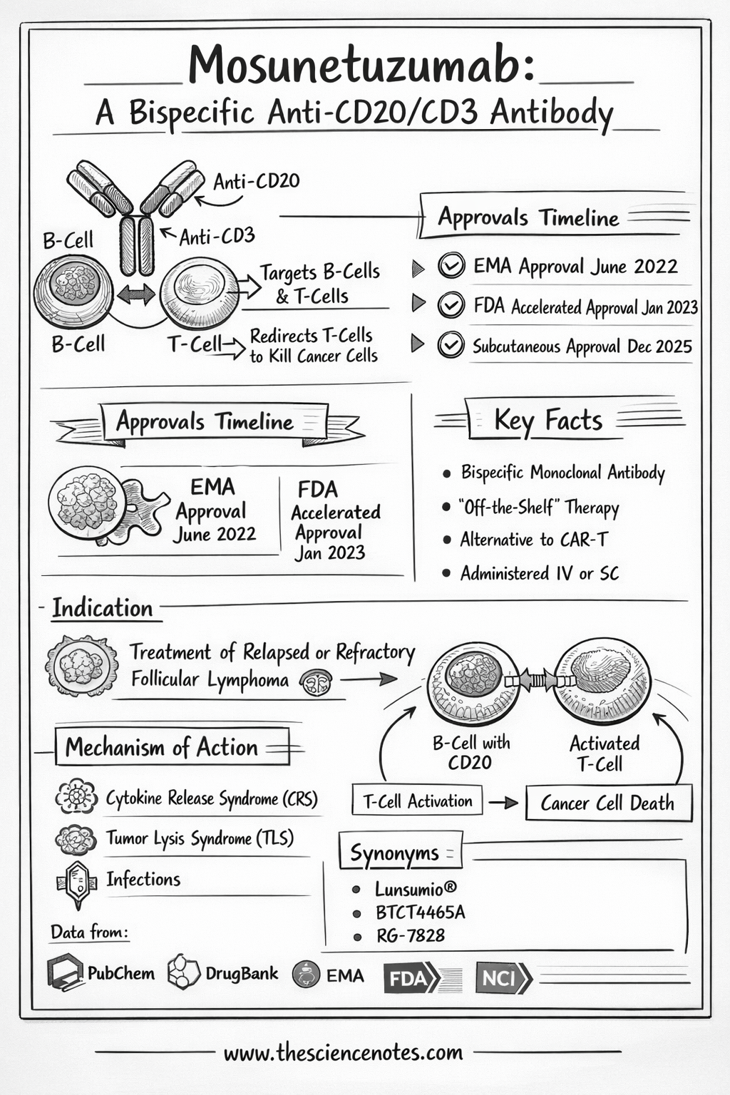 infographic illustrating Mosunetuzumab as a bispecific CD20/CD3 antibody, showing T-cell engagement, B-cell targeting, mechanism of action, approvals timeline, and key facts about its use in follicular lymphoma, created by www.thesciencenotes.com