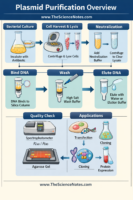 Infographic showing the complete plasmid purification process including bacterial culture growth, lysis, neutralization, DNA binding, washing, and elution, with quality control checks and applications.