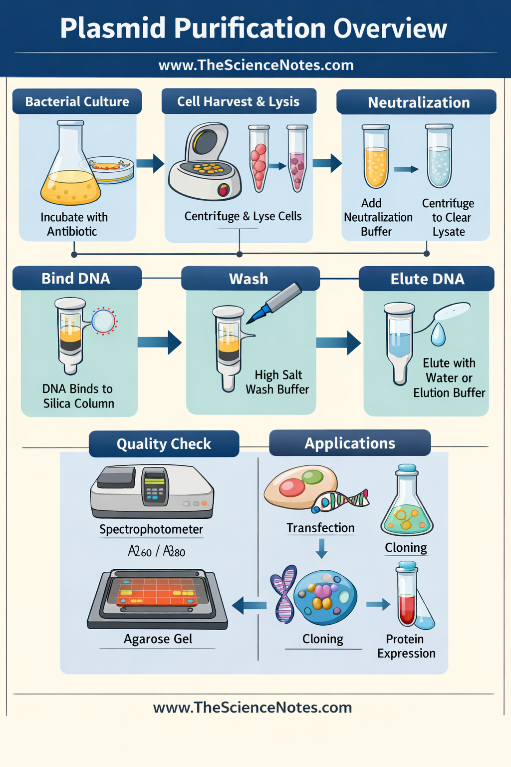 Infographic showing the complete plasmid purification process including bacterial culture growth, lysis, neutralization, DNA binding, washing, and elution, with quality control checks and applications.