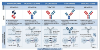 A scientific table comparing five bispecific antibodies. The top rows show structural designs: a BiTE (Blinatumomab) and four IgG-like structures (Mosunetuzumab, Epcoritamab, Glofitamab, and Odronextamab). The bottom panel illustrates "Mechanism & Pharmacokinetics," showing tissue penetration, T-cell engagement levels, and PK curves for each molecule.