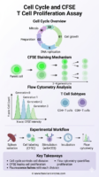 Educational infographic showing the cell cycle phases and the mechanism of CFSE staining for T-cell proliferation analysis via flow cytometry.