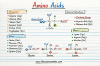 Hand drawn diagram showing amino acid structure with amino group, carboxyl group, R group and categorized list of amino acids including nonpolar, polar, acidic and basic types.